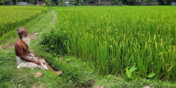 পানির অভাবে বোরো আবাদ নিয়ে দিশেহারা চাষিরা